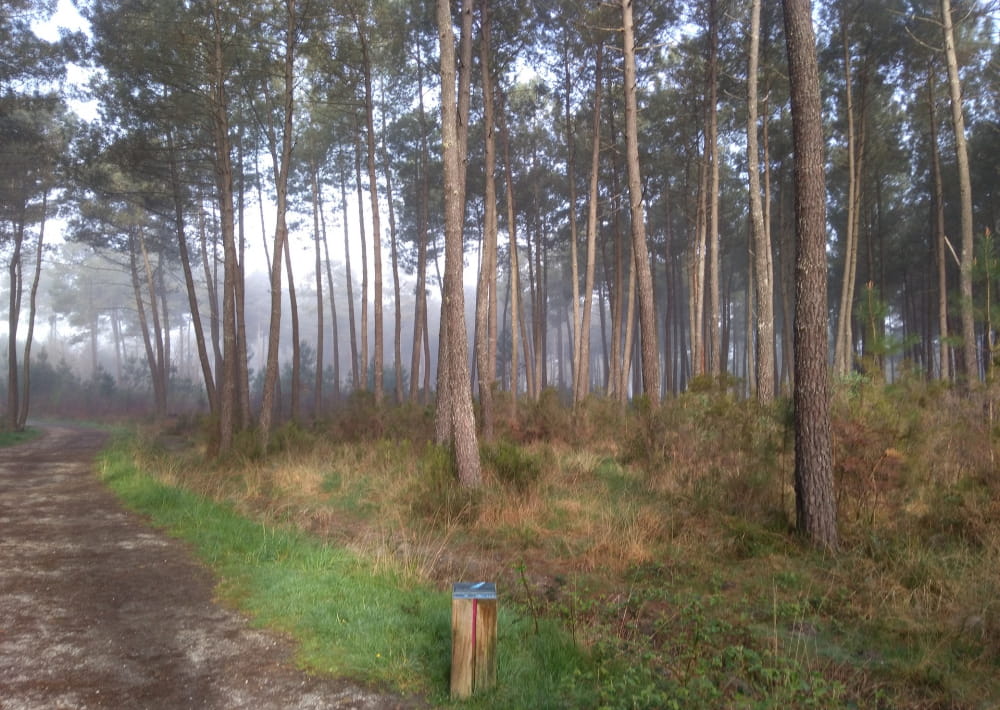 Forêt de Migelane2