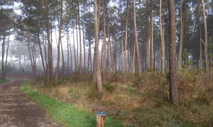 Forêt de Migelane2