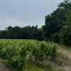 Boucle des vignes - chemin et vignoble