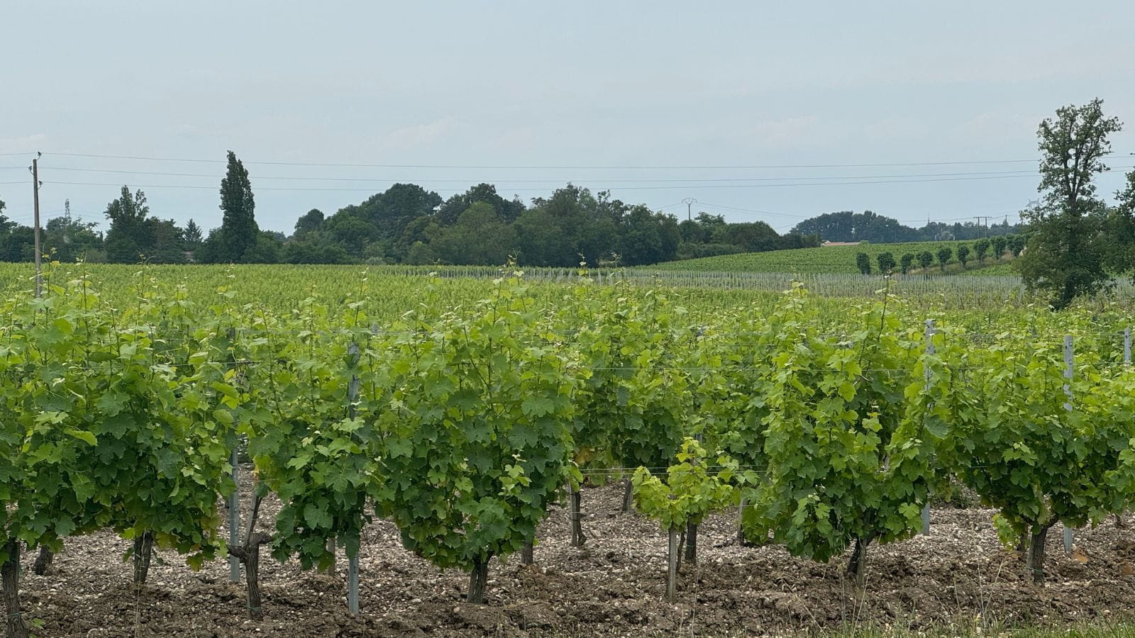 Boucle des vignes - vignoble