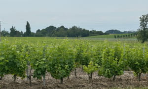 Boucle des vignes - vignoble