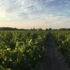 photo carte postale vignoble(1)