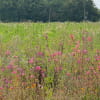 Boucle des vignes - Fleurs